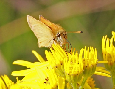 Essex Skipper (Thymelicus lineola) Alan Prowse